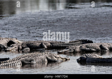 Les alligators américains se prélasser le long de la berge à l'Donnelley Wildlife Management Area 11 mars 2017 à Green Pond, en Caroline du Sud. Le préserver est une étape de la nature du bassin d'ACE pour les réfugiés, l'un des plus grands estuaires non développées le long de la côte atlantique des États-Unis. Banque D'Images