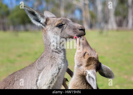 Western-gris kangourou (Macropus fuliginosus) Banque D'Images