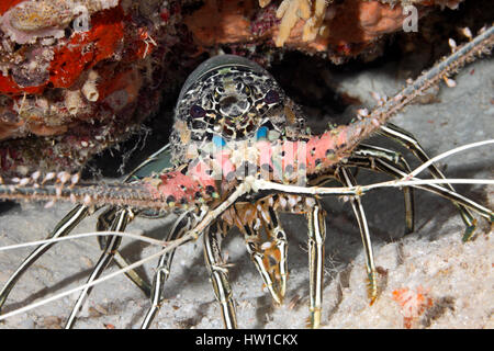 Panulirus versicolor peint, l'écrevisse. Les juvéniles. Aussi connu comme la langouste, peint la langouste, les langoustes, le homard, le homard bleu Bambou Banque D'Images