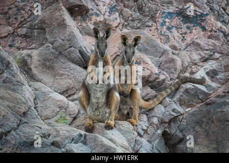 Yellow-footed Rock wallaby (Petrogale xanthopus-) Banque D'Images