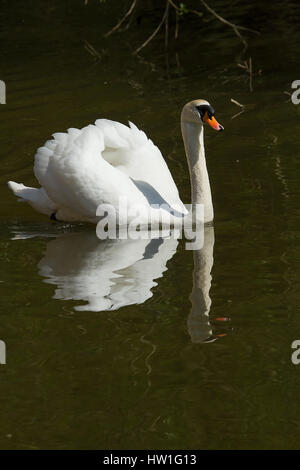 Photo d'un mâle adulte cygne muet de natation avec son reflet dans l'eau Banque D'Images