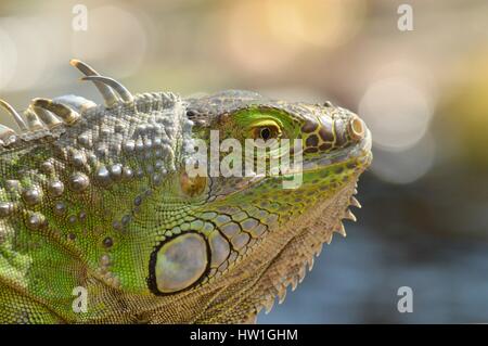 Iguana suning lui-même sur le dock Banque D'Images