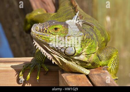 Iguana suning lui-même sur le dock Banque D'Images