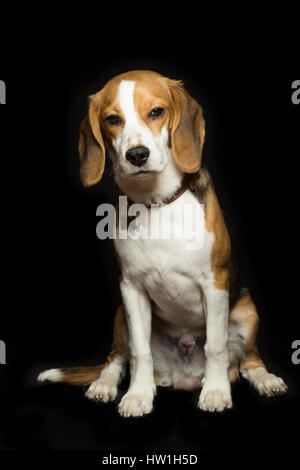 Une triste beagle puppy est assis, isolé sur le noir. Banque D'Images