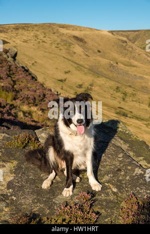 Beau chien Border Collie en plein air le long d'une soirée d'été sur les collines du nord de l'Angleterre. Banque D'Images