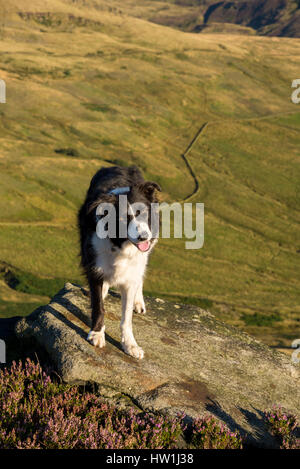 Beau chien Border Collie en plein air le long d'une soirée d'été sur les collines du nord de l'Angleterre. Banque D'Images
