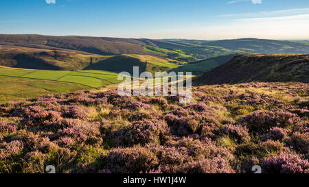 Belle soirée d'été dans les collines du nord de l'Angleterre. Paysage de collines près de Hyde dans le Derbyshire. Banque D'Images