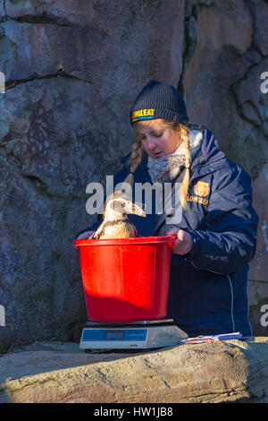 Membre du personnel pesant un manchot de Humboldt dans un seau sur les balances pour vérifier la santé au Longleat Safari & Adventure Park, Wiltshire, Royaume-Uni en décembre Banque D'Images