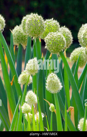 Fleur d'Oignon gallois Japon Kanagawa Banque D'Images