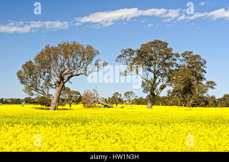 Gommiers dans un champ de canola dans les Grampians, Victoria, Australie Banque D'Images