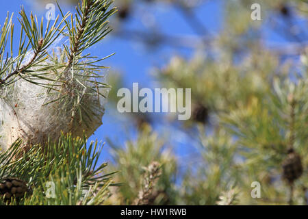 Chenille La chenille processionnaire nest nom Latin Thaumetopoea pityocampa thaumetopoeidae dans une pinède méditerranéenne ou Pinus pinea pin pierre par Ruth Swan Banque D'Images