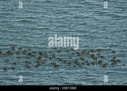 Troupeau de foulques d'eurasie (Fulica atra), le lac Trasimène, Ombrie, Italie, Europe Banque D'Images