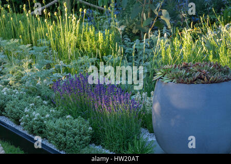 La plantation de plantes grasses et d'herbes sur le RHS Hampton Court Show Gardens 2015 - Living Landscapes : guérison jardin urbain, d'argent, Médaille de la culpabilité conçu par Banque D'Images