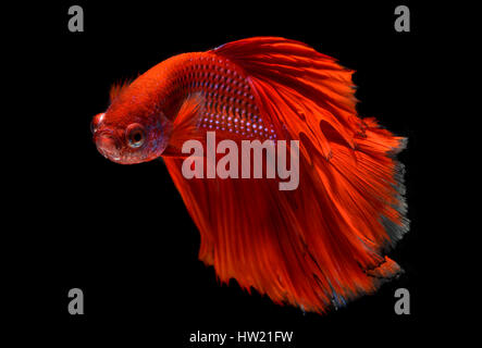 Action de l'haft lune rouge longue queue Betta poisson ou poisson combat siamois photo en éclairage studio flash. Banque D'Images