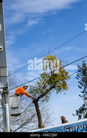 Ouvriers d'un arbre endommagé une tempête de retirer à un camphrier accueil Californie San Leandro Banque D'Images