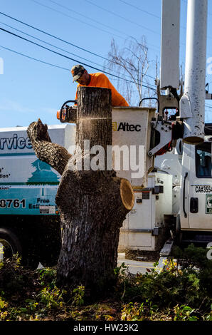 Ouvriers d'un arbre endommagé une tempête de retirer à un camphrier accueil Californie San Leandro Banque D'Images