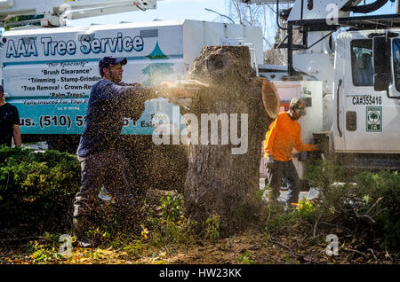 Ouvriers d'un arbre endommagé une tempête de retirer à un camphrier accueil Californie San Leandro Banque D'Images