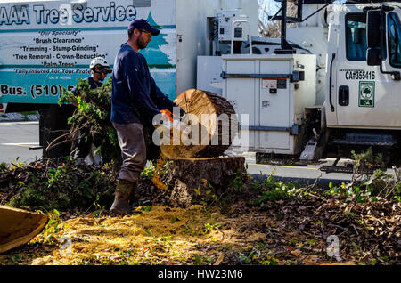 Ouvriers d'un arbre endommagé une tempête de retirer à un camphrier accueil Californie San Leandro Banque D'Images