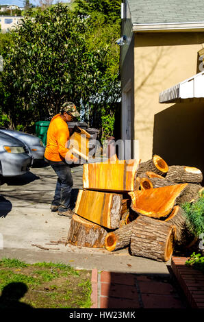 Ouvriers d'un arbre endommagé une tempête de retirer à un camphrier accueil Californie San Leandro Banque D'Images