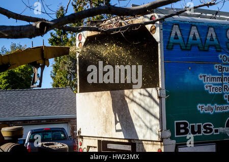 Ouvriers d'un arbre endommagé une tempête de retirer à un camphrier accueil Californie San Leandro Banque D'Images