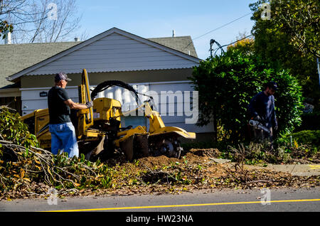 Ouvriers d'un arbre endommagé une tempête de retirer à un camphrier accueil Californie San Leandro Banque D'Images