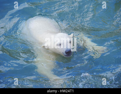 Peu d'ours blanc dans l'eau Banque D'Images