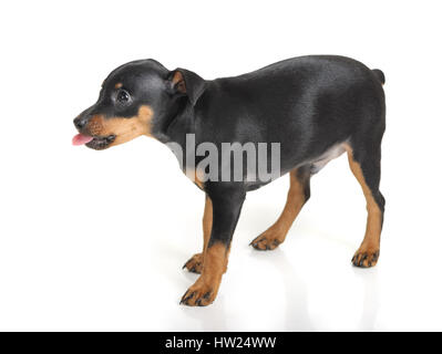 Chiot pinscher nain isolé Banque D'Images