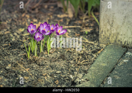 Belle Agriculteur Crocus dans la rue - mars 2017, Groningen Pays-Bas Banque D'Images