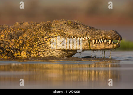 Le crocodile du Nil (Crocodylus niloticus) Zimanga Private Game Reserve, KwaZulu-Natal, Afrique du Sud, septembre 2016 Banque D'Images