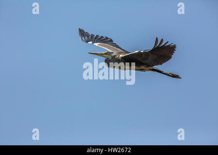 Héron goliath (Ardea goliath) en vol, rivière Chobe, au Botswana, Afrique du Sud, septembre 2016 Banque D'Images