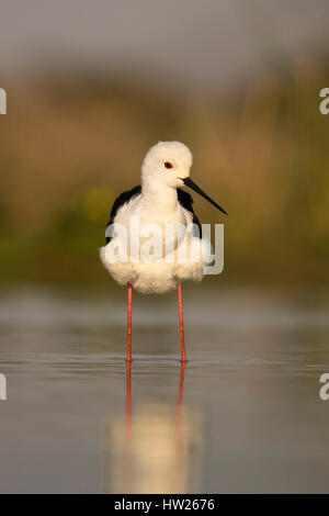 (Himantopus himantopus stilt Blackwinged), Zimanga Private Game Reserve, KwaZulu-Natal, Afrique du Sud, Juin 2016 Banque D'Images