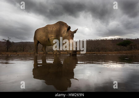 Le rhinocéros blanc (Ceratotherium simum), Zimanga du dehorned Private Game Reserve, KwaZulu Natal, Afrique du Sud, septembre 2016 Banque D'Images