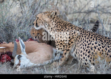 Le Guépard (Acinonyx jubatus) avec cub sur springbok kill, Transfronter Kgalagadi Park, Northern Cape, Afrique du Sud, Juin 2016 Banque D'Images
