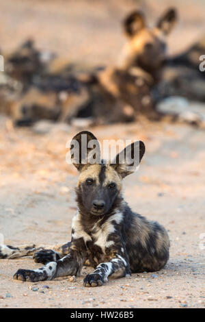 Chien sauvage d'Afrique (Lycaon pictus) au repos, Kruger National Park, Afrique du Sud, septembre 2016 Banque D'Images