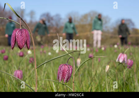 Les bénévoles de fiducie de la faune l'arpentage snakeshead fritillaries (Fritillaria meleagris), d'Iffley pré, Oxford, Avril 2016 Banque D'Images