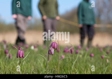 Les bénévoles de fiducie de la faune l'arpentage snakeshead fritillaries (Fritillaria meleagris), d'Iffley pré, Oxford, Avril 2016 Banque D'Images