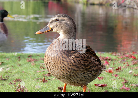 Close-up of a female mallard duck près d'un lac Banque D'Images