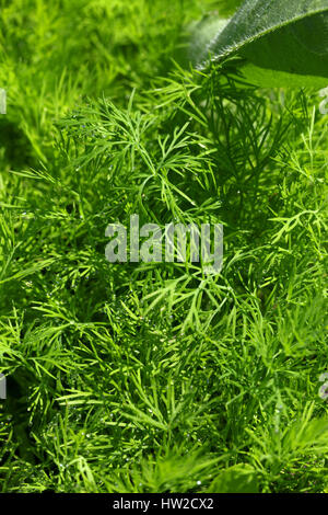 Les jeunes d'aneth (Anethum graveolens) growing in garden Banque D'Images