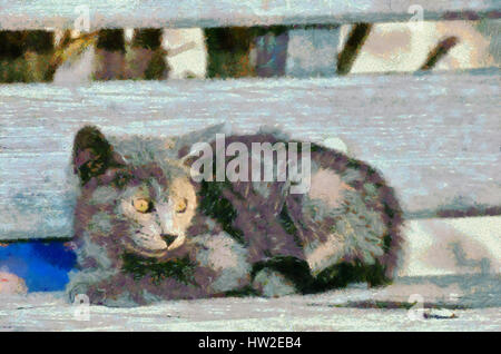 Chaton errant dans l'île d'Hydra, Grèce Banque D'Images