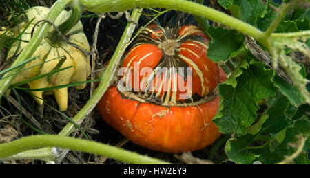 Les Turcs ,Courge Courge Turban ( C. maxima) ; Patty Cake courge (Cucurbita pepo) Banque D'Images