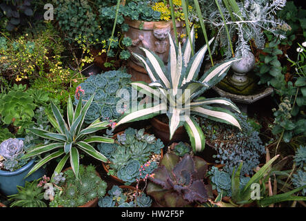 Groupe de divers succulents, agave, Banque D'Images