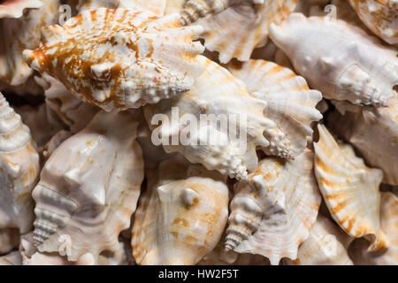 Tas de coquilles - variété de coquillages Banque D'Images