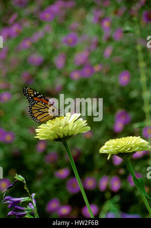 Monaarch , papillon (Danaus plexippus), Banque D'Images