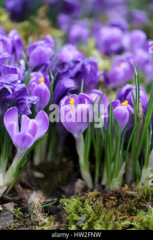 Belles fleurs crocus bleu photographié en close-up Banque D'Images