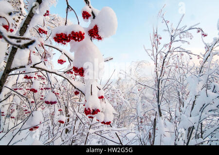 Fruits rouges sur couvert de neige des branches Banque D'Images