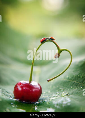 Les coccinelles sur tige de cerise en forme de cœur Banque D'Images