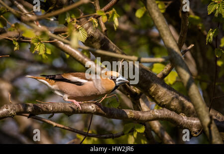 Coccothraustes coccothraustes Hawfinch mâle, oiseau posé sur la branche Banque D'Images