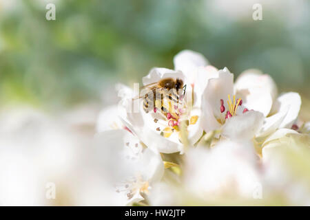 Image d'une abeille la collecte du pollen de printemps, white Pear Tree blossom flowers, prises contre un arrière-plan doux Banque D'Images