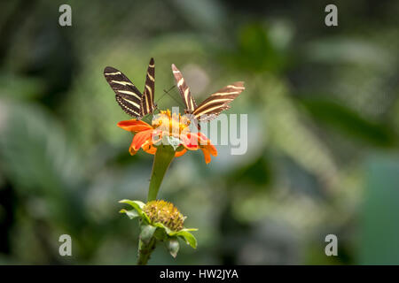 Paire de papillons zébrés (Heliconius charithonia) sur une fleur d'oranger Banque D'Images