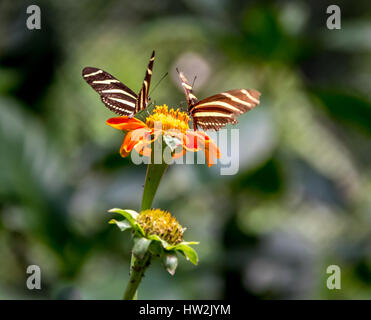 Paire de papillons zébrés (Heliconius charithonia) sur une flottille orange Banque D'Images